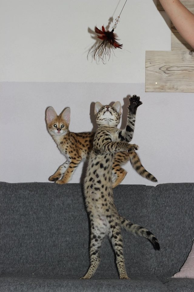 luxery pets