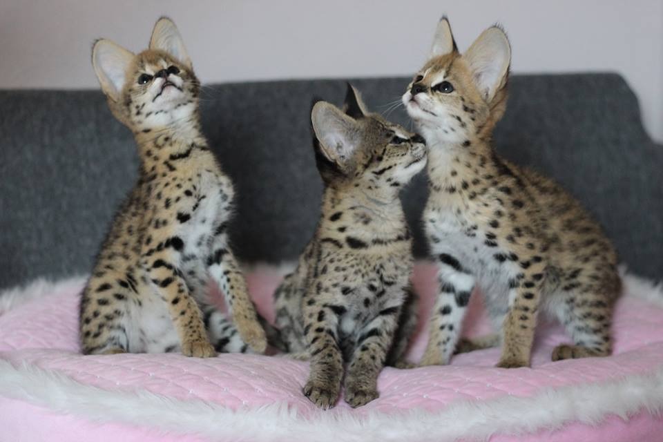 luxery pets