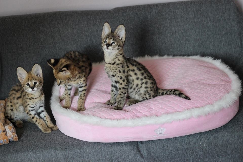 luxery pets