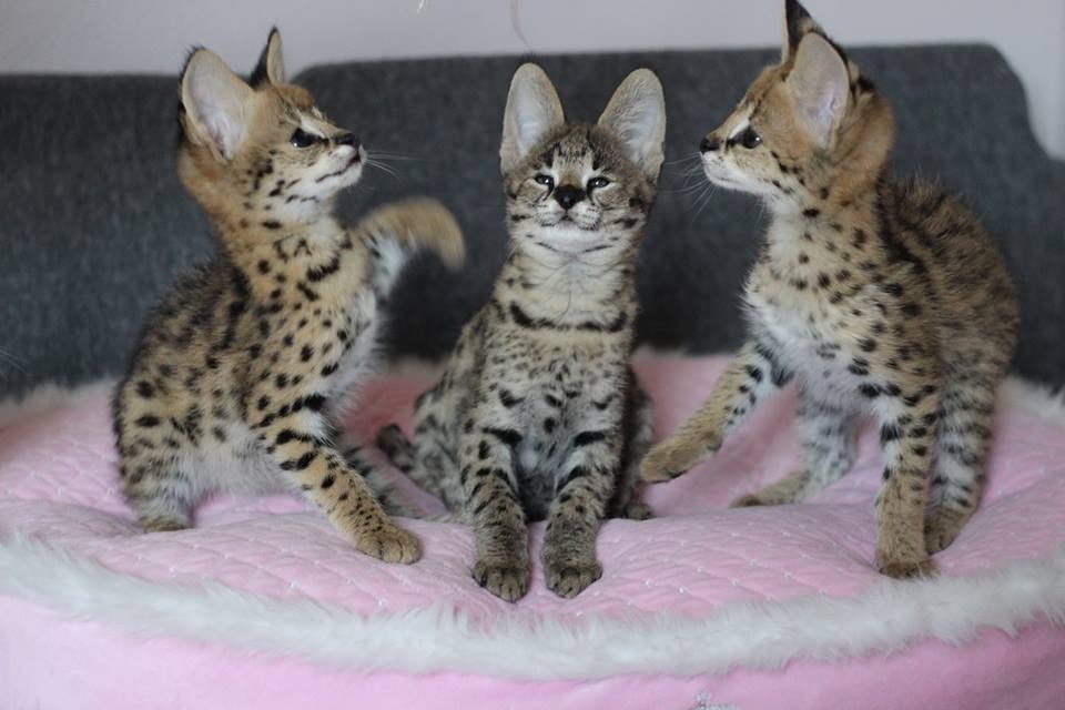 luxery pets