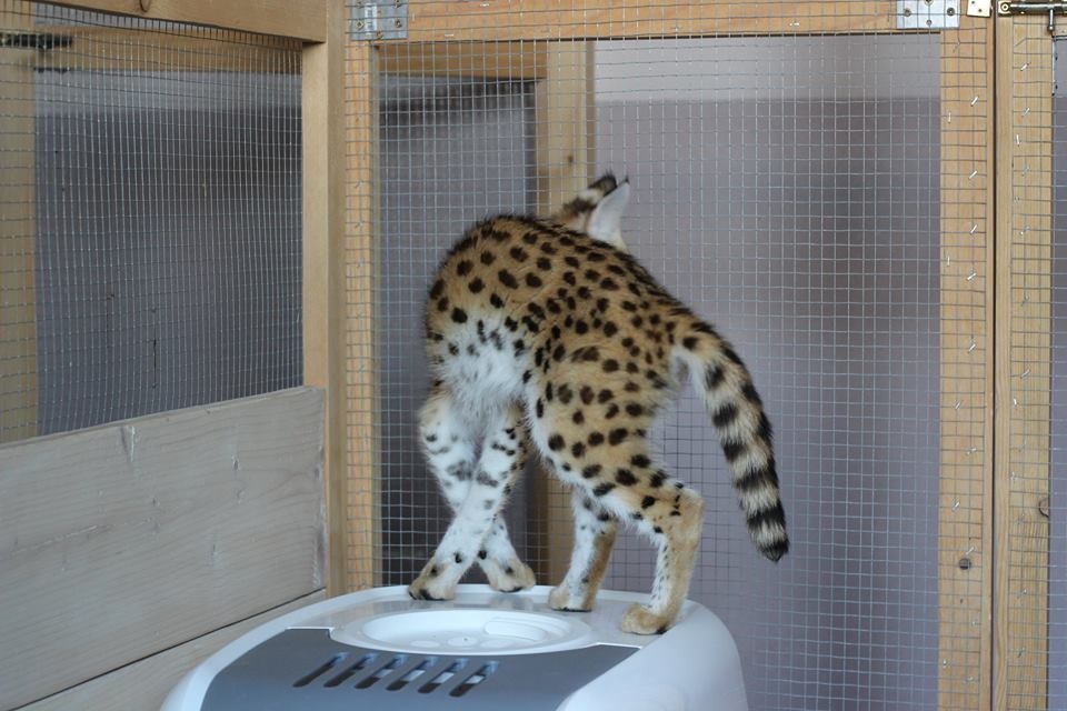 luxery pets
