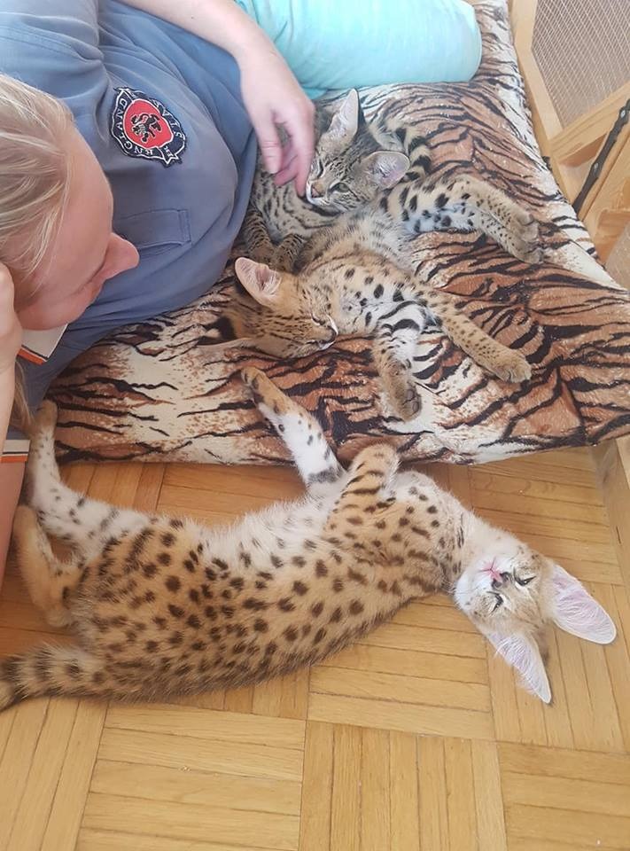 luxery pets