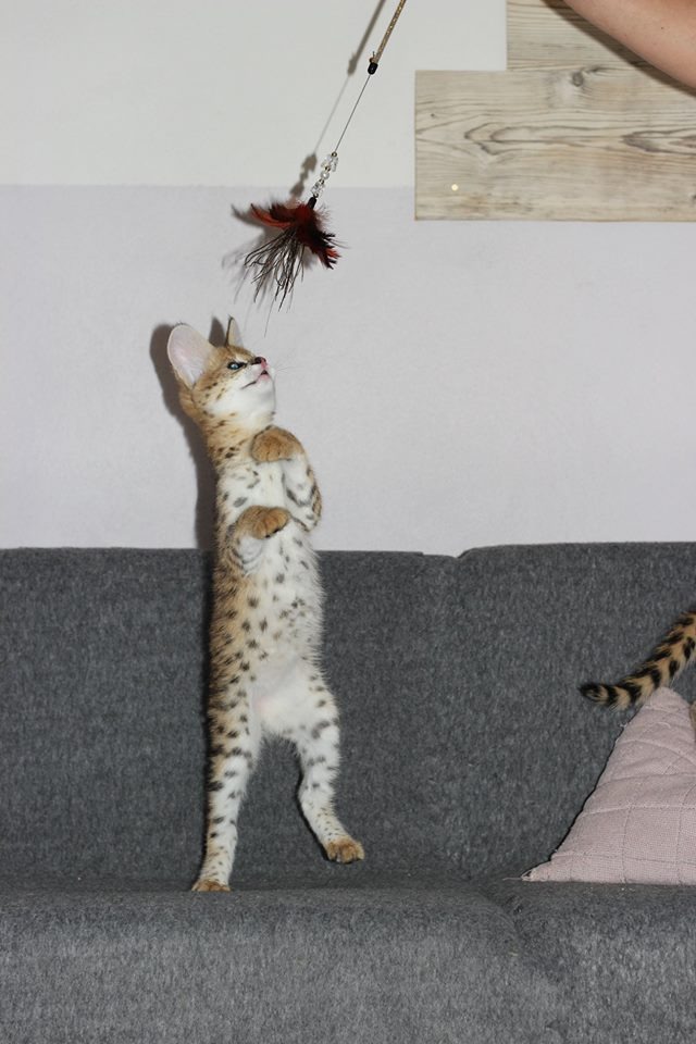 luxery pets