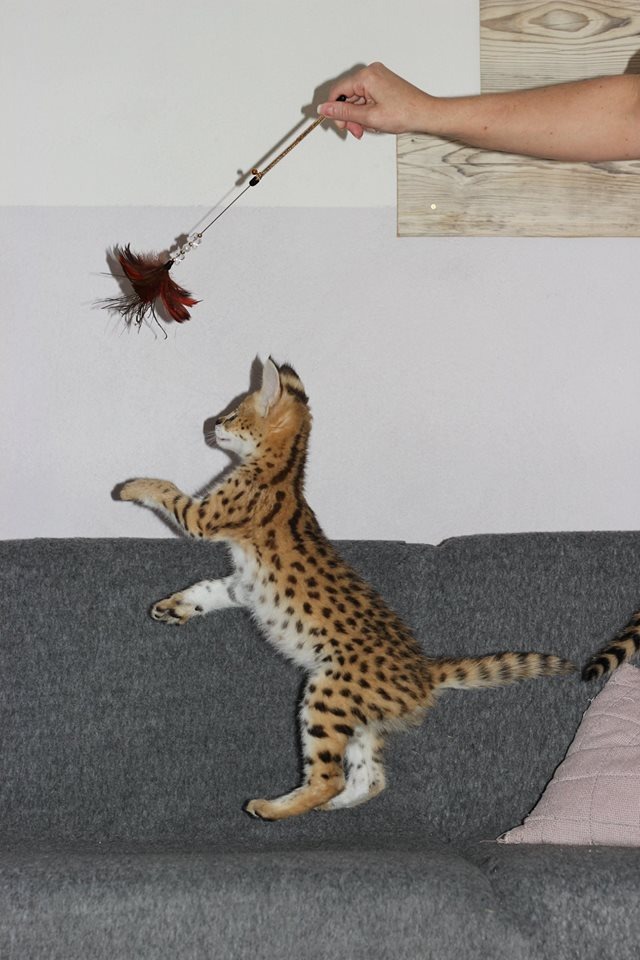 luxery pets