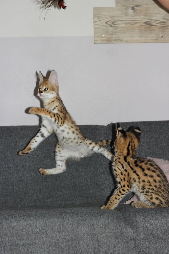 luxery pets