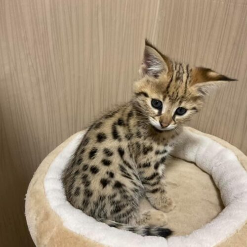 TICA registered F1 Savannah cattery