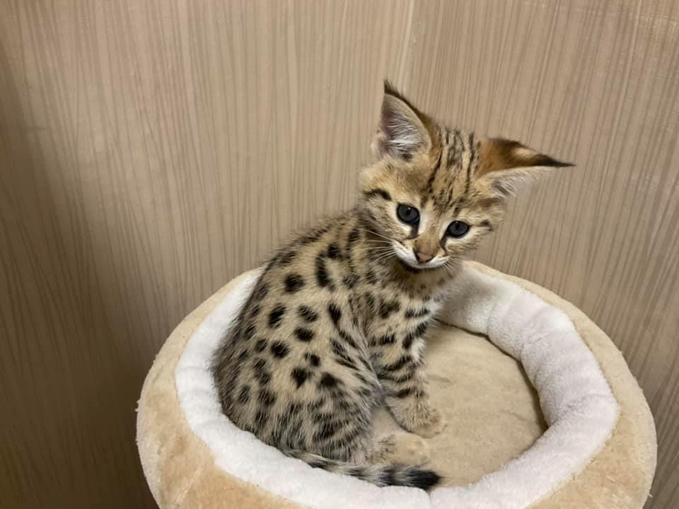 TICA registered F1 Savannah cattery