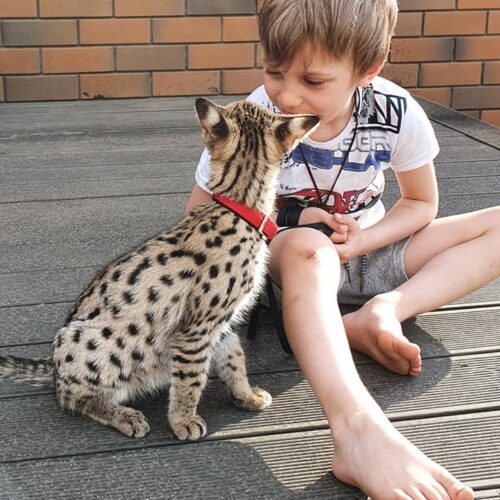 F4 Savannah kitten temperament