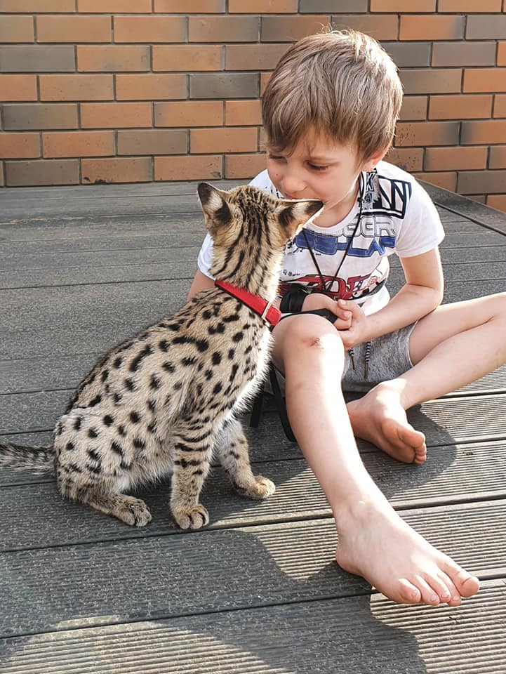 F4 Savannah kitten temperament