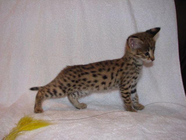 F4 Savannah cat characteristics
