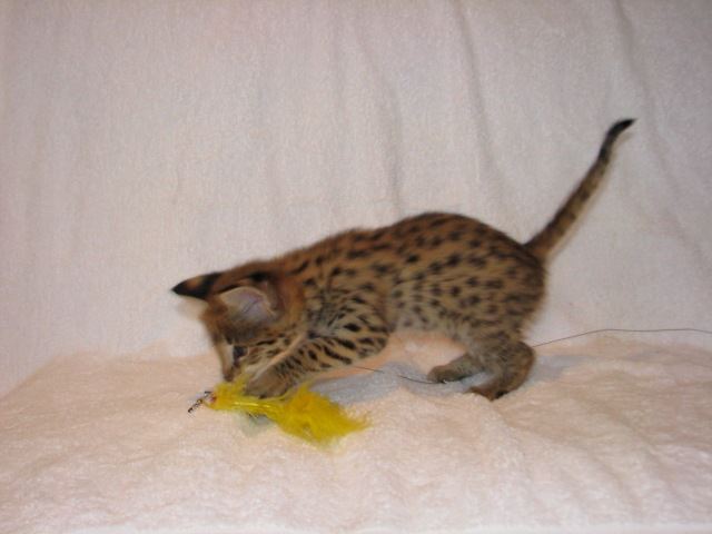 F4 Savannah cat characteristics