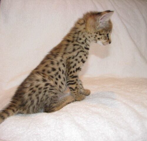 F4 Savannah cat characteristics