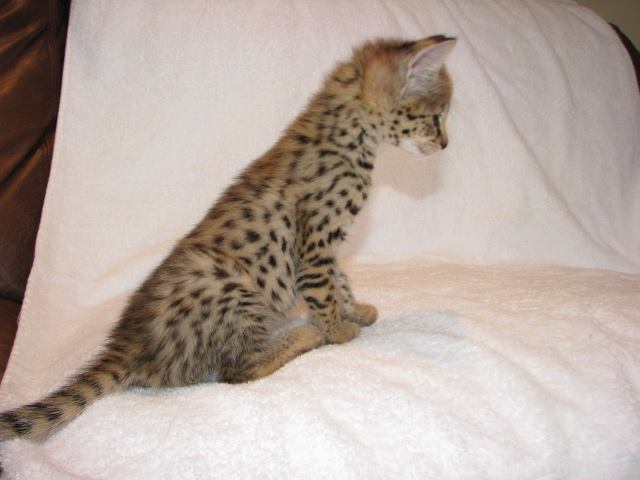 F4 Savannah cat characteristics