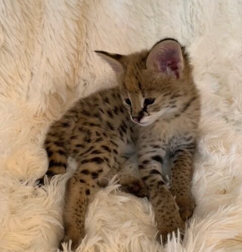 serval kitten raw meat diet