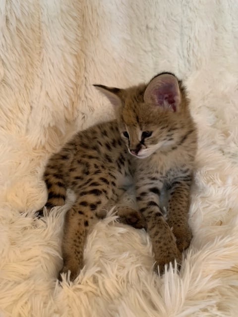 serval kitten raw meat diet