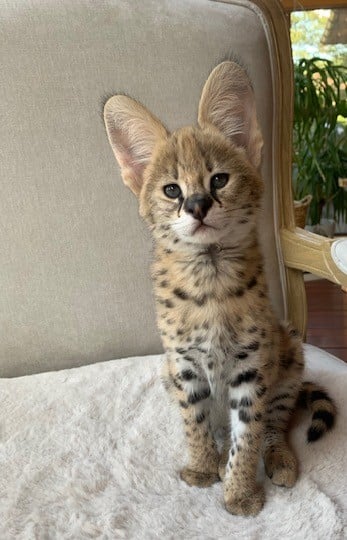 serval kitten raw meat diet