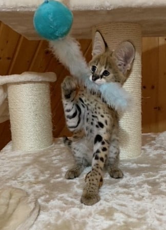 serval kitten raw meat diet