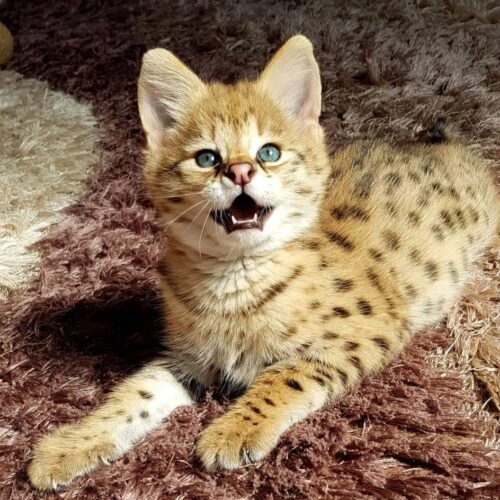 F1 Savannah kittens for sale