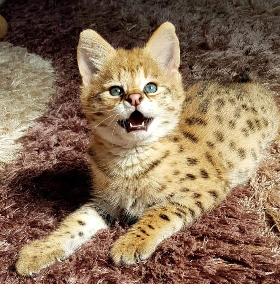 F1 Savannah kittens for sale