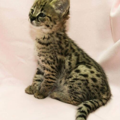 F4 Savannah kittens for sale
