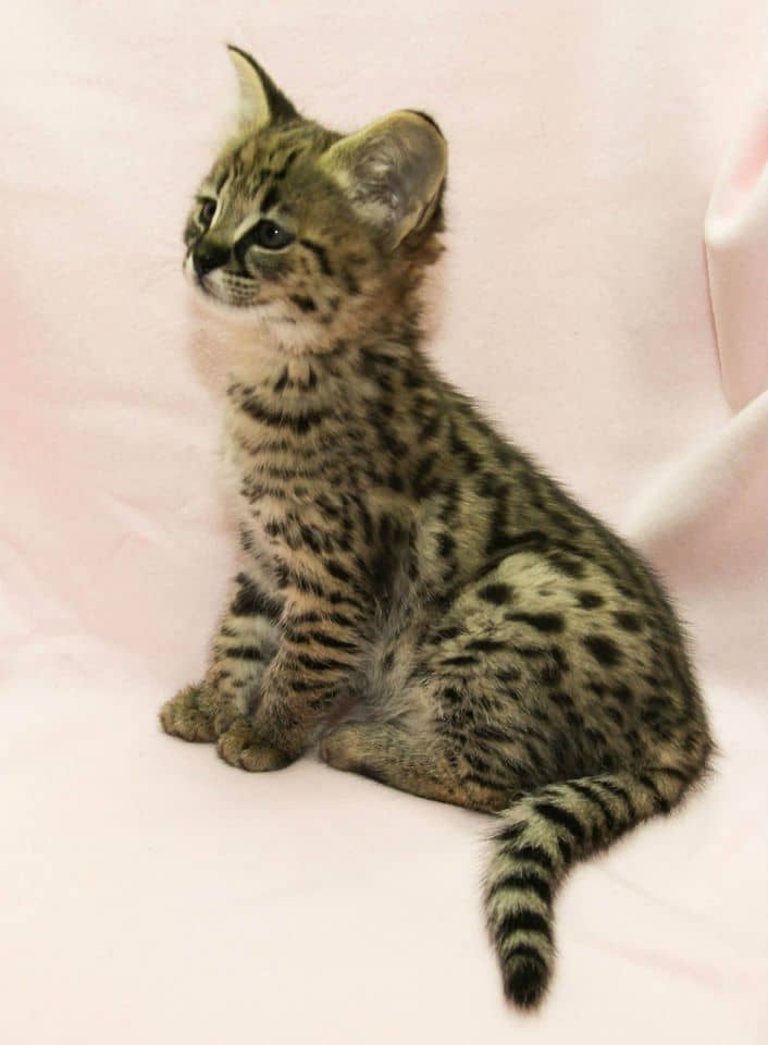 F4 Savannah kittens for sale