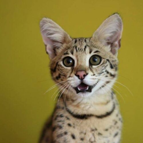 Buy an F3 Savannah kitten online