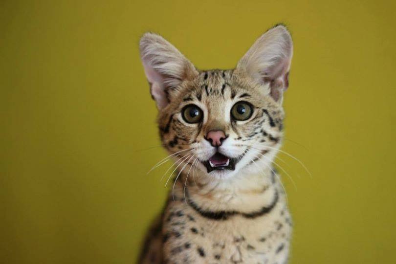 Buy an F3 Savannah kitten online