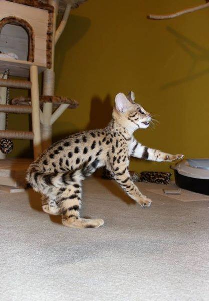 Buy an F3 Savannah kitten online