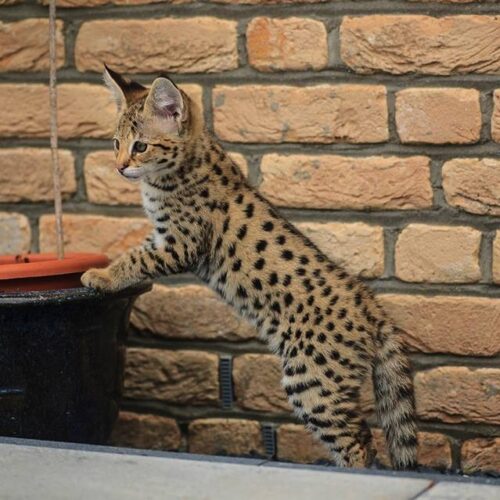 F5 Savannah kittens for sale