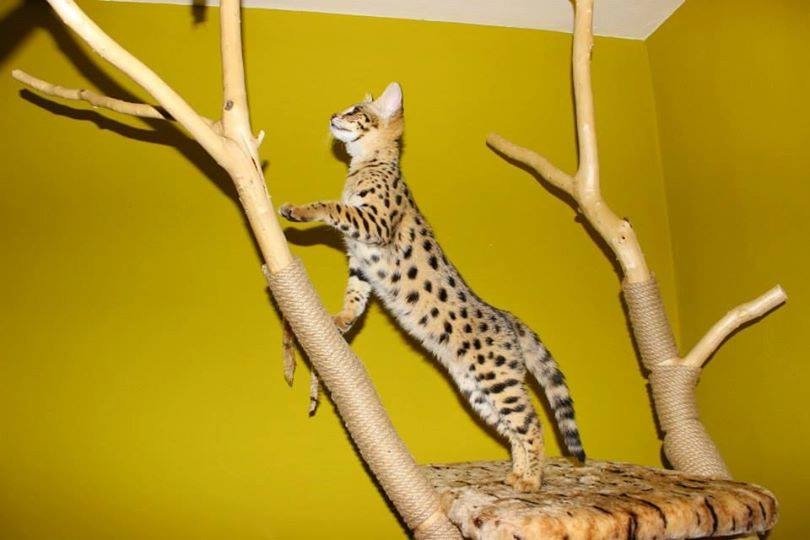 Buy an F3 Savannah kitten online