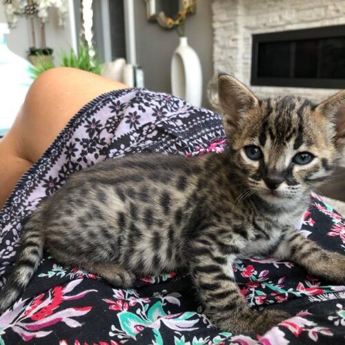 F3 Savannah cat size and weight