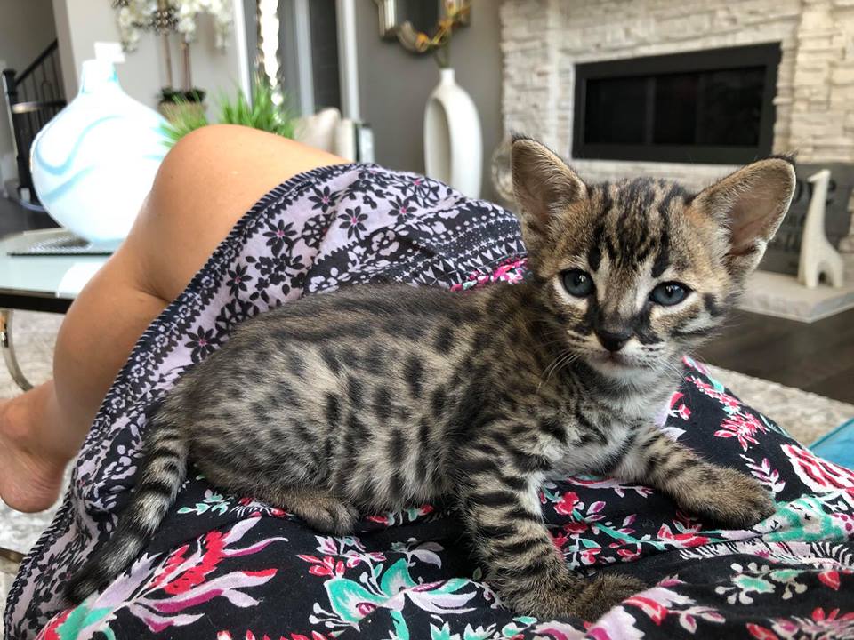 F3 Savannah cat size and weight