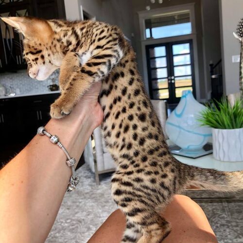 F3 Savannah kittens for sale