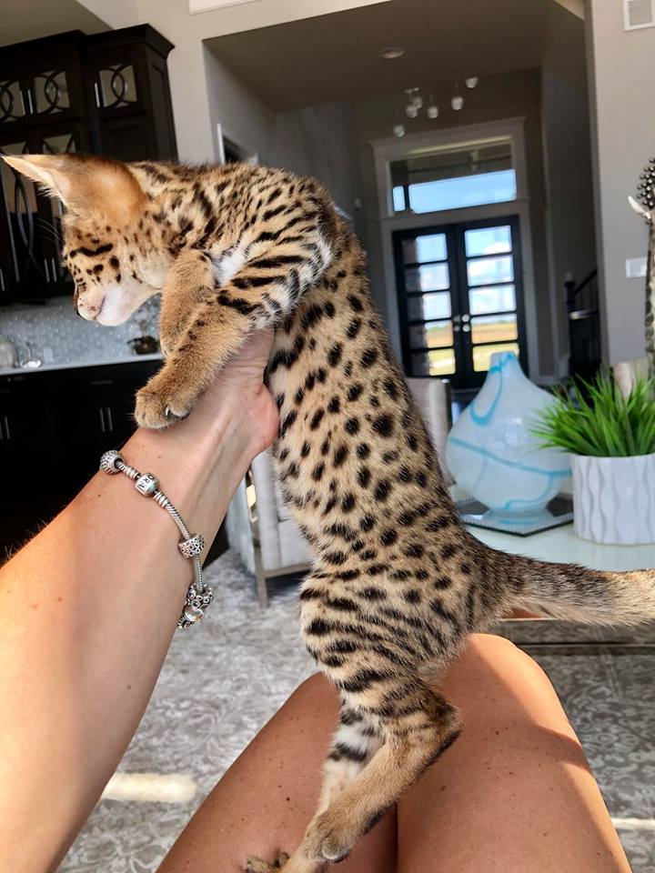 F3 Savannah kittens for sale