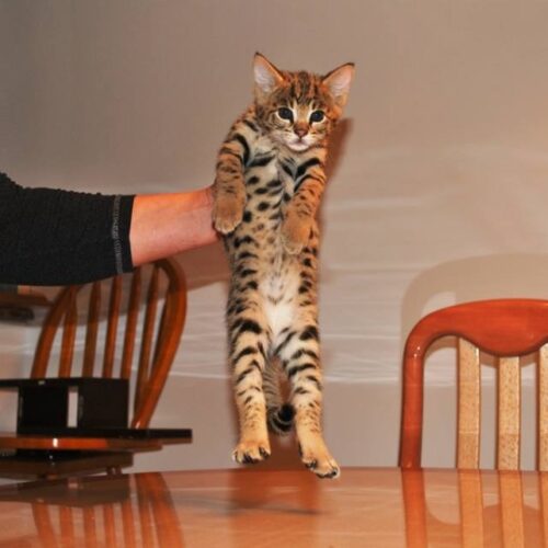 Reserve an F2 Savannah kitten online