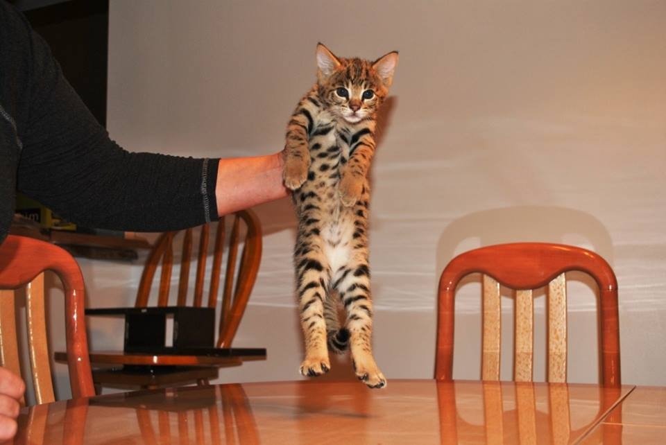 Reserve an F2 Savannah kitten online