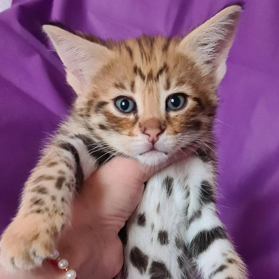 F2 Savannah kitten temperament and behavior