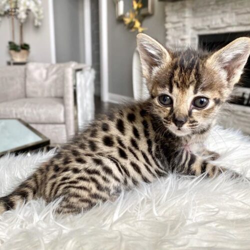 F5 Savannah kitten temperament