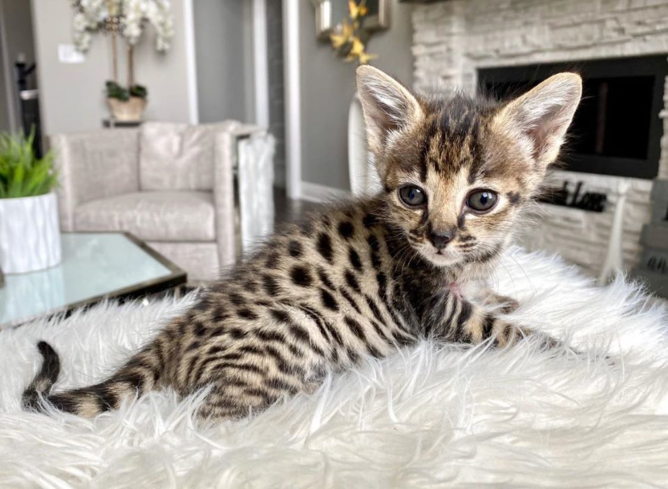 F5 Savannah kitten temperament