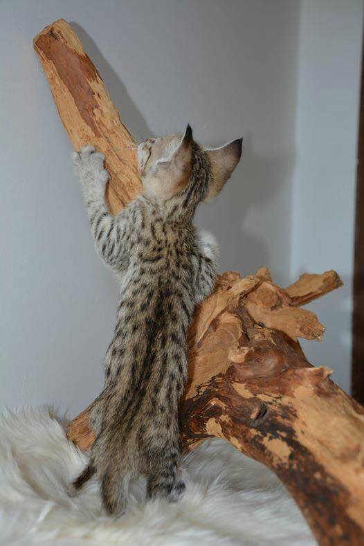 F5 Savannah cat vs domestic cat