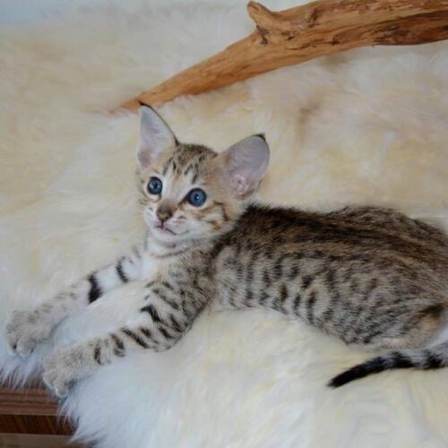 F5 Savannah cat vs domestic cat