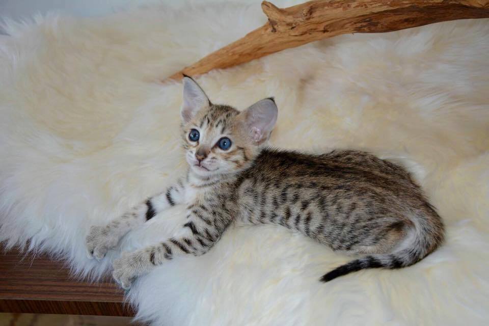 F5 Savannah cat vs domestic cat