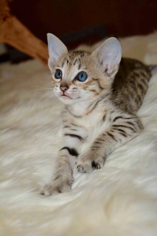 F5 Savannah cat vs domestic cat