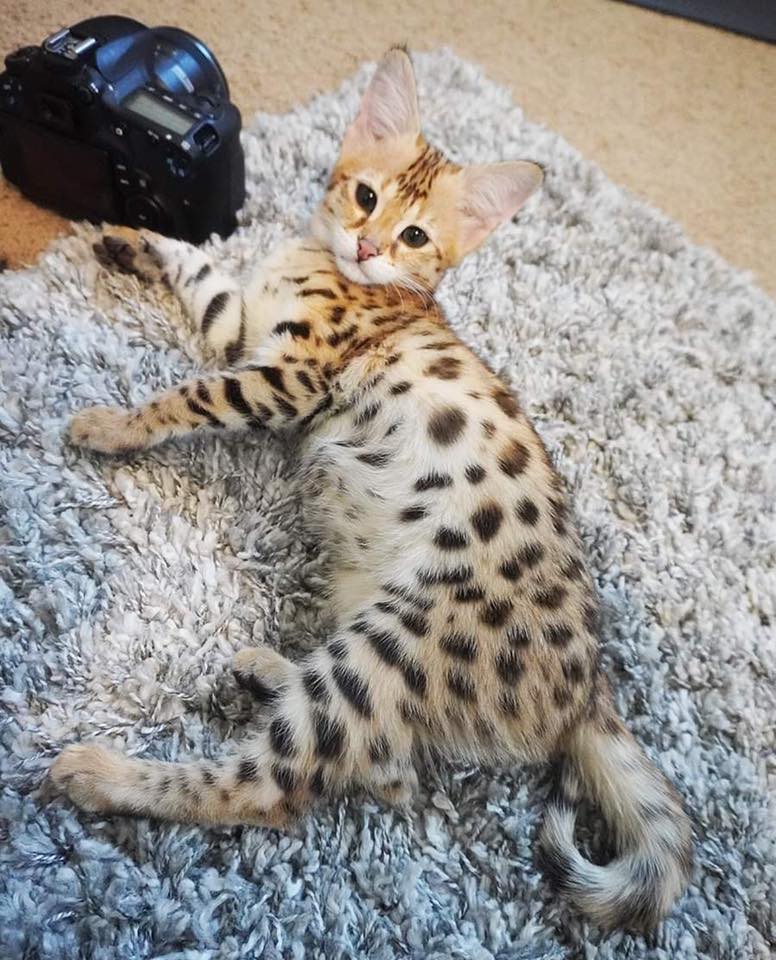 F5 Savannah kittens hypoallergenic
