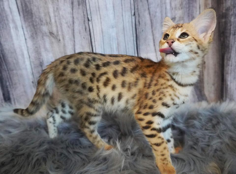 F5 Savannah kittens hypoallergenic