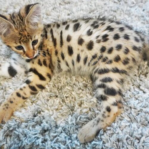 F5 Savannah kittens hypoallergenic