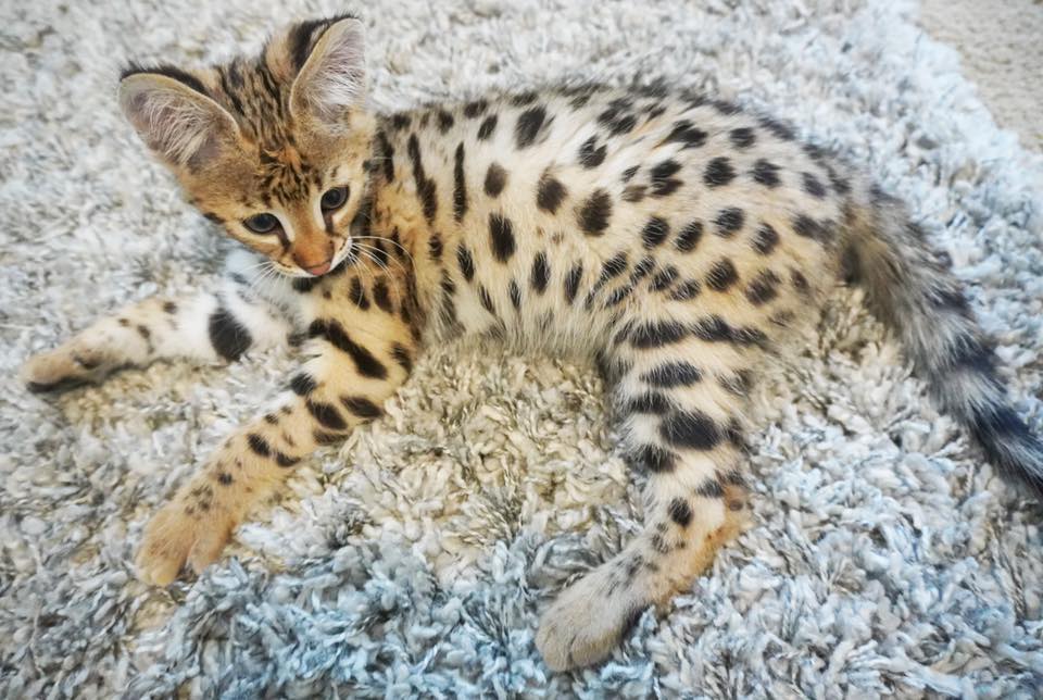 F5 Savannah kittens hypoallergenic