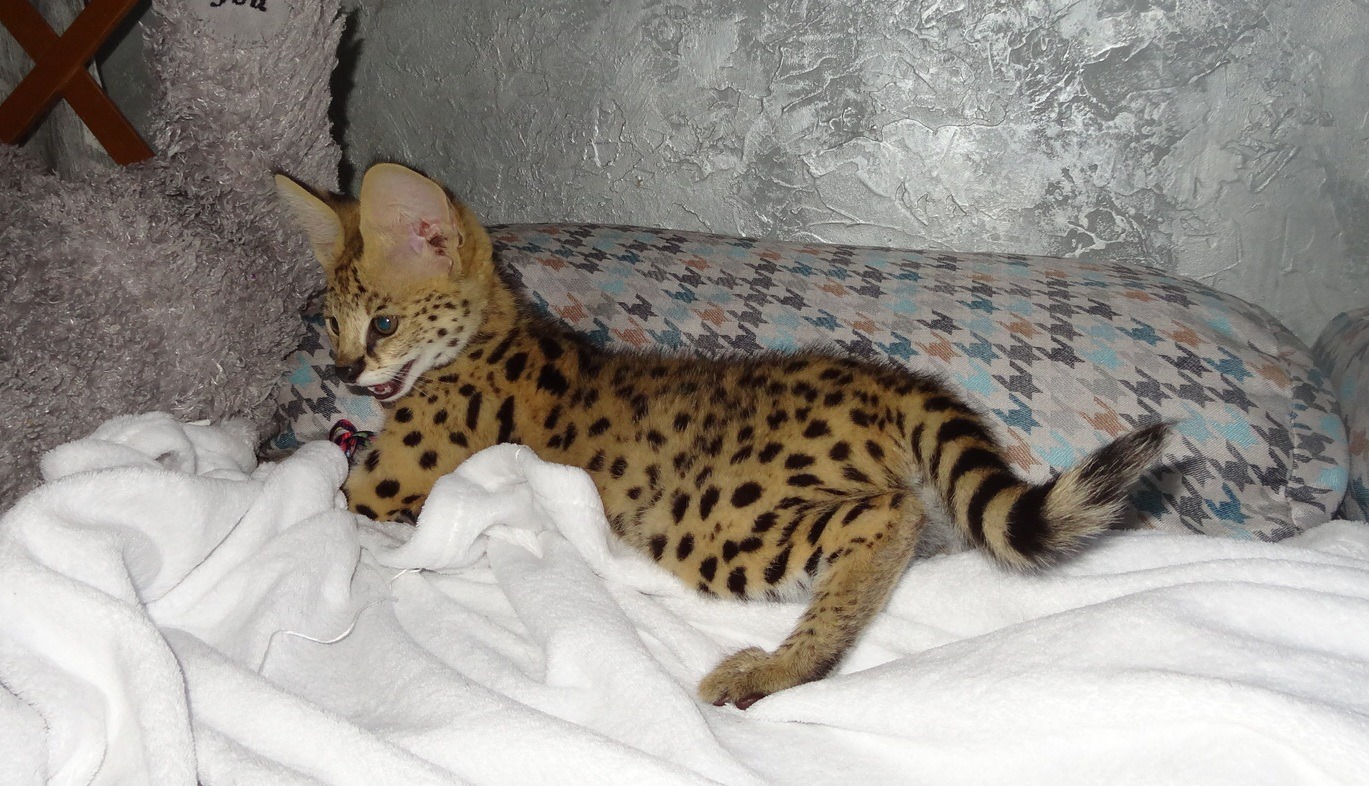 Exotic Serval Kittens