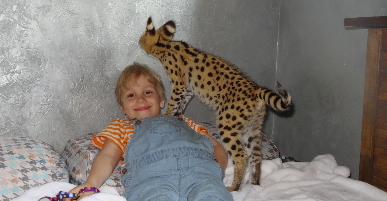 Exotic Serval Kittens