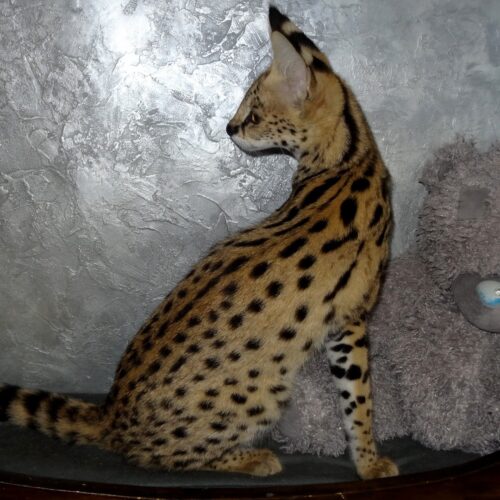Exotic Serval Kittens